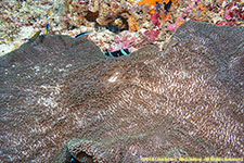 carpet anemone